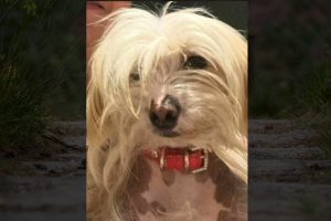 Lire la suite à propos de l’article Chien perdu